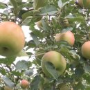 대겸농장 이미지