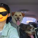 투썸펫 | 은평구 펫택시 가치타개 중,대형견 3마리와 함께 을왕리 장거리 이동 후기