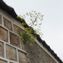 중부시장 이미지