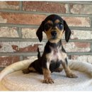 행복한강아지 이미지