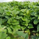 임성규농장 이미지