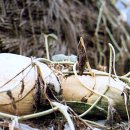 고향초가집 이미지