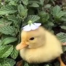 이호동물병원 이미지