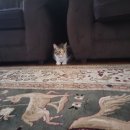 올리브2 이미지