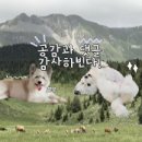 도그라운드 이미지