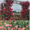 조선대학교 장미원 이미지