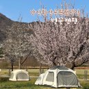 황산공원 캠핑장2번 | 양산 황산공원 캠핑장 일반사이트 벚꽃보며 생일파티