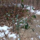 함평 기각리붉가시나무자생북한지 | 함평 기각리 붉가시나무 자생북한지