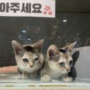 주식회사 테이블에이 고양이카페 | 아이와 놀러오기 좋은 실내동물원 홍대고양이카페 ‘테이블에이‘ 방문 후기