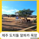 종화목장 | 도치돌 알파카 목장_제주 애월읍 애견동반 여행지_먹이체험_방문후기