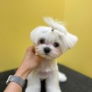 애견미용 견출지 노원점 이미지