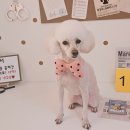 알콩달콩 애견미용실 이미지