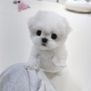 논현 켄넬 이미지