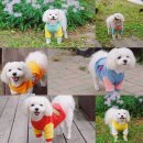 강아지총총 이미지