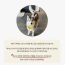 애코랜드 | [부산 해운대] 상주견 허스키 4마리가 있는 오션뷰 카페 ’애코랜드‘ㅣ정보ㅣ이색카페 추천