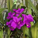 Cattleya bowringiana &#39;Dark&#39; 카틀레야 보우링기아나 &#39;다아크&#39; 이미지