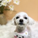 살랑살랑 펫미용 이미지