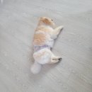 댕이멍이 이미지