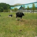 연정목장 이미지