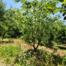 상형농장 이미지