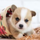 도그마루 강아지 고양이 동탄점 이미지