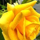 Bee Gees - Tragedy/Billy Joel - Uptown Girl 이미지