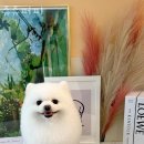 쥬쥬퍼피 이미지