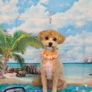 펫 살롱 파밀리에 이미지