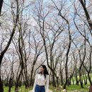 소사동 소로 1-167 | 진해 웅동수원지 벚꽃단지 🌸 숨은 벚꽃 명소 다녀온 후기