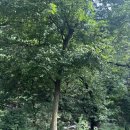 베니베럼 이미지