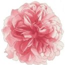 명품세탁플러스 이미지