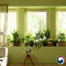 나만의 플랜테리어 이미지