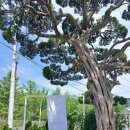 용인웨딩홀 내가 원하던 분위기의 더 포레스트 상담후기