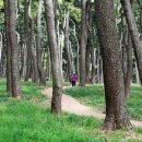 삼문동둔치길(삼문송림) 이미지