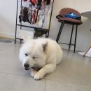 몽구리DOG 이미지