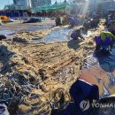 속초 김약국 이미지