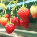 고읍농장 이미지