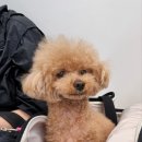 동물병원알루 이미지