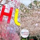 휴애리 Daum카페