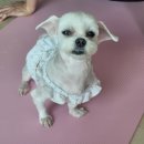 왈왈그루밍 이미지