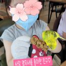 리프패럿 이미지