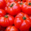 (주)토마토연구소 이미지