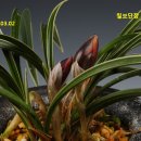 칠보단장 Daum카페