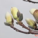 목련쉼터 이미지