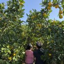 은하목장 | 6살 아이와 제주여행 | 제주 3일차 은하감귤체험농장 - 헬로키티아일랜드 - 국수바다 서귀포점 - 소소행성