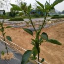 길상농약 이미지