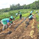 새마을지도자은행동 남·여협의회, ‘감자수확 20가구에 나눔’ 이미지