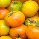 토마토 이미지