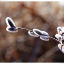 버들강아지 이미지