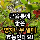 명자열매 효능 이미지